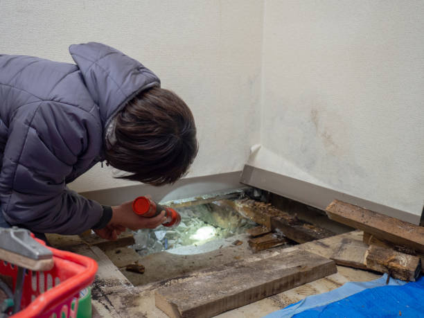 Best Mold Damage Restoration  in Honeygo, MD