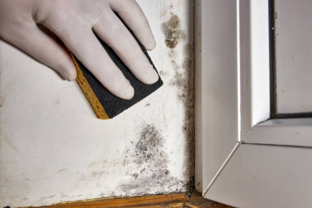  Honeygo, MD Mold Removal Pros