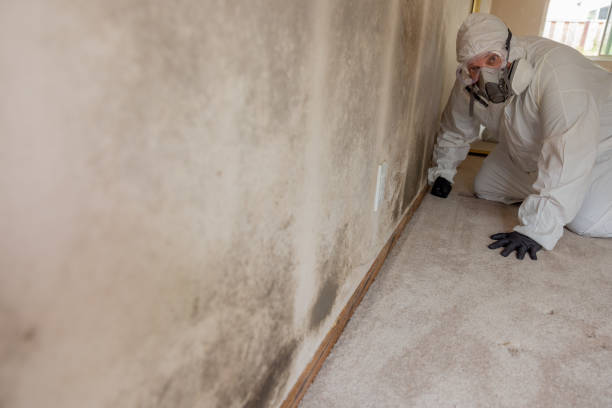 Best Emergency Mold Remediation  in Honeygo, MD